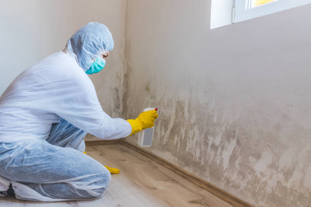 Licensed Black Mold Remediation service in Bellevue, IL - Mold Remediation HQ