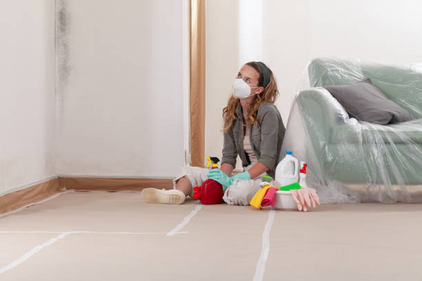 Reliable Black Mold Remediation contractor in Bellevue, IL by Mold Remediation HQ